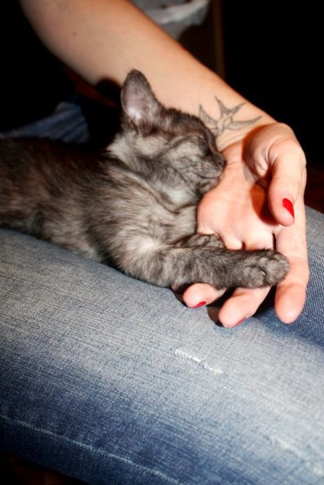 cat, fingers and hand