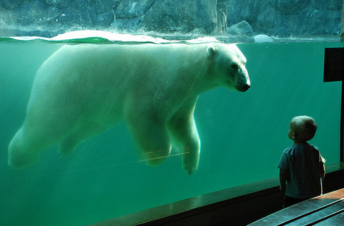 cute, photography and polar bear