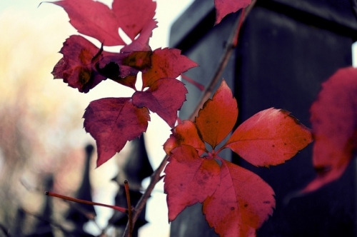 art, autumn and blur