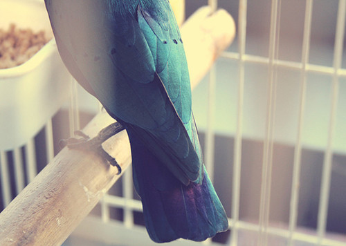 beautiful, bird and blue