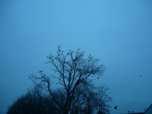 birds, black birds and blue sky