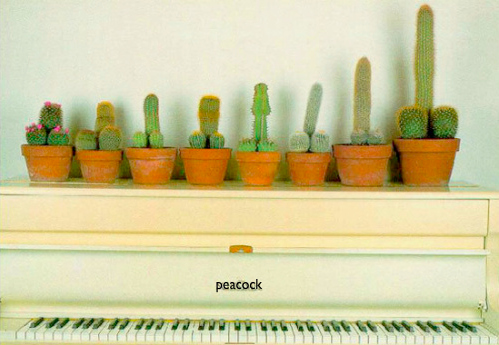 cactus katy perry peacock penis piano Added Jul 18 2011 Image size