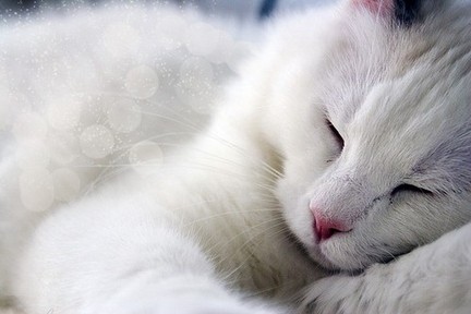 cat,  sweet and  white