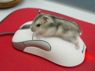 adorable,  cute and  mouse