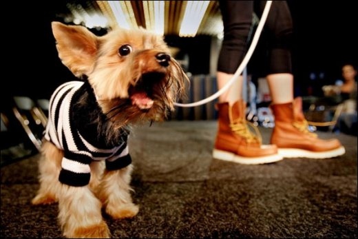 animale, dog and fashion
