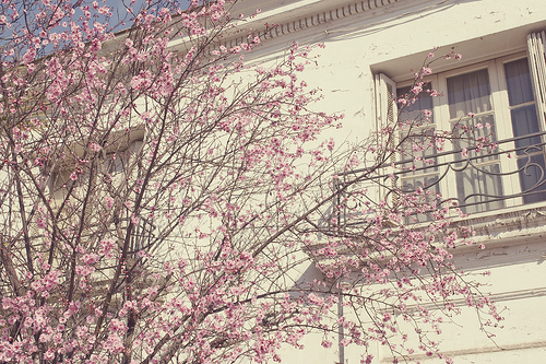 architecture, building and cherry blossom
