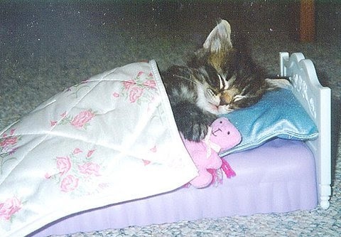 bed, cat and cute