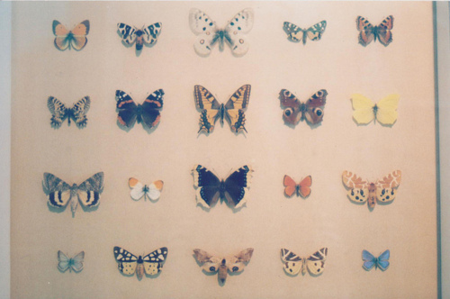 butterfly, collection and colors