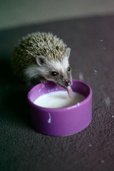 cute, hedgehog and milk