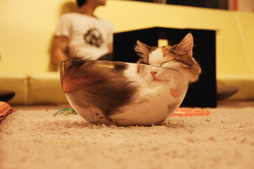 bowl, cat and cute