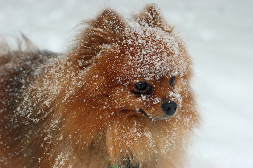 cute, dog and snow