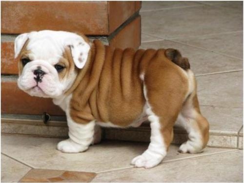 adorable, bull dog and cute