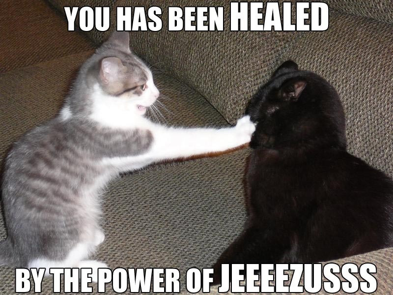 cats, funny and jezus