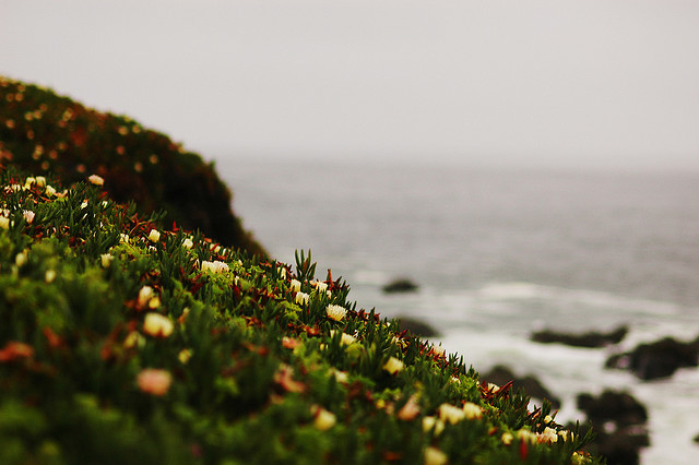 cliff, flowers and grass