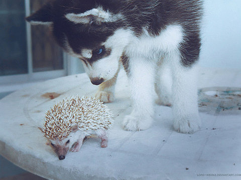cute, hedgehog and husky