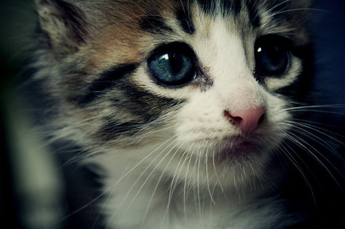 awn, cat and cute