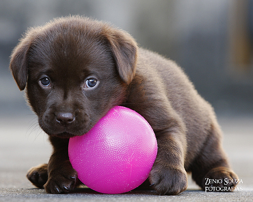 ball, blue eyes and brown
