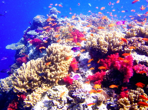beautiful-bright-coral-diving-fiji-Favim.com-112038.jpg