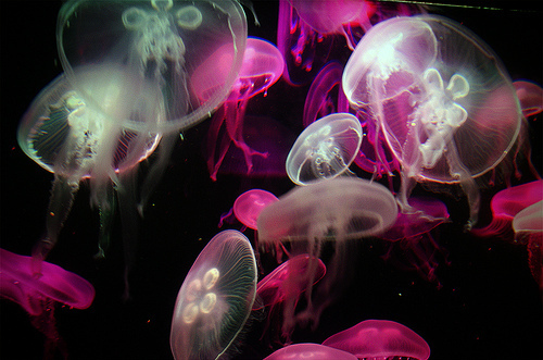 beautiful, jellyfish and photoghraphy