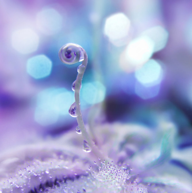 blue, bokeh and curl