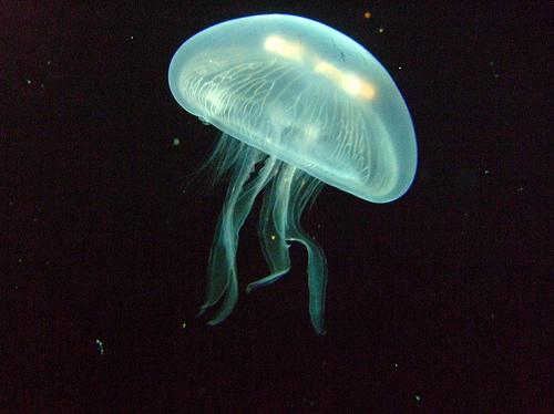 cool, glow and jellyfish