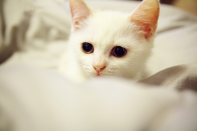 big eyes, cat and cute