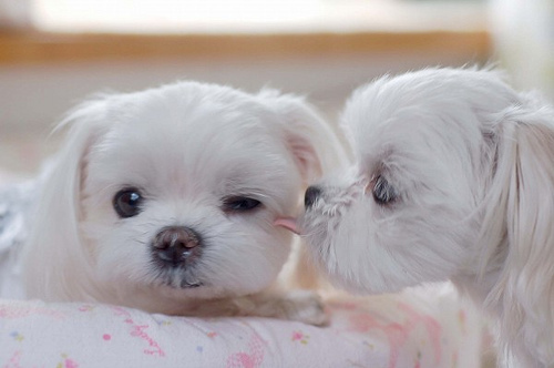cute, dog and kiss