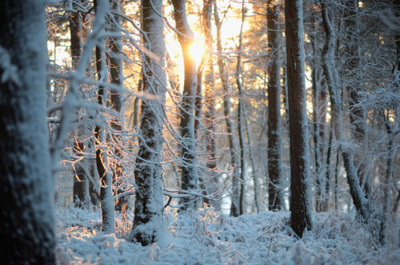 forest,  pretty and  snow