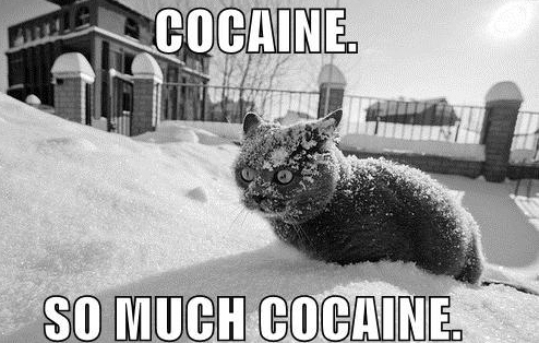 cat,  cocaine and  cute
