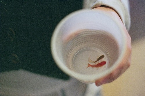 cup, film and fish