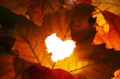 heart,  leaf and  life