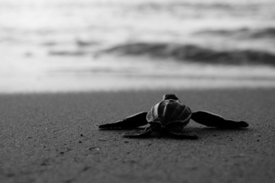 beach,  black and white and  photography