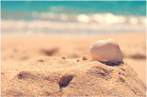 beach, photography and seashell