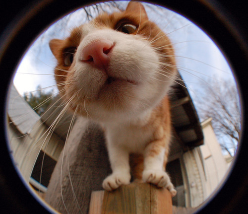 beautiful, cat, cute, fluffy, lindo