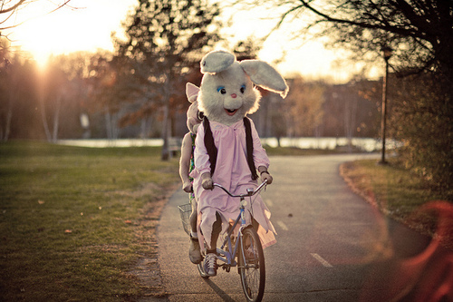 bike, bike rabbit cute and outdoor