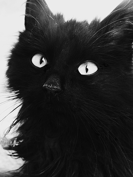 black, black and white and cat