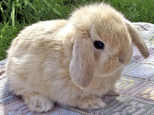 bunny, cute and cute animals