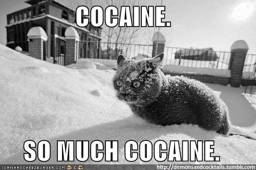 cat, cocaine and funny