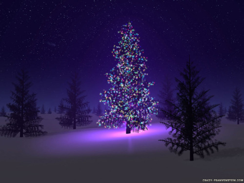 arvore de natal, christmas and christmas tree