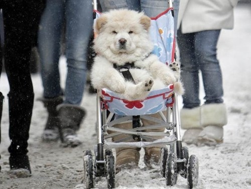 baby, carriage and chow chow