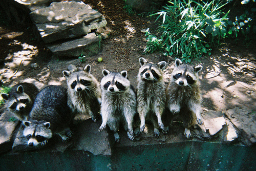 cute, raccoon and taylor momsen