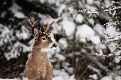 deer, photography and snow
