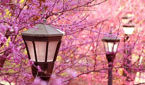 floral,  flowers and  lamp