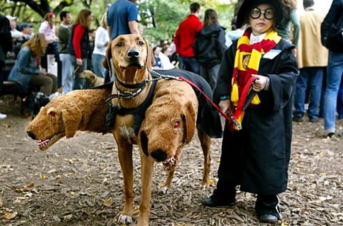 3 head dog, costume and harry potter