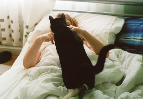 bed, black cat and cat