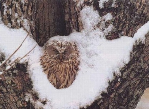 cute, owl and photography