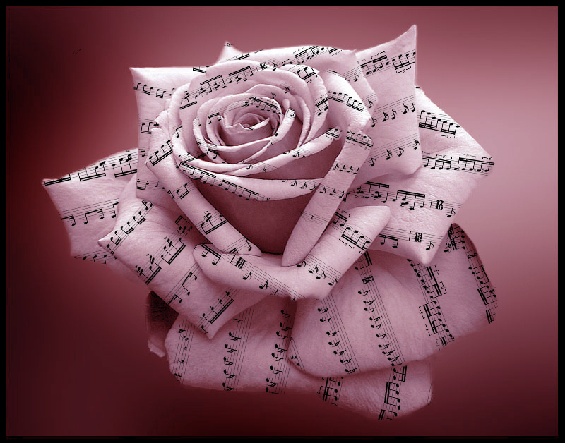 flowers, melody and music