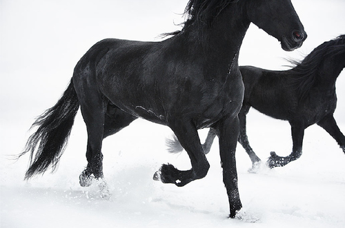 animal, black and galloping
