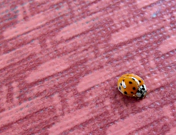 background, bug and cute - image #116155 on Favim.com