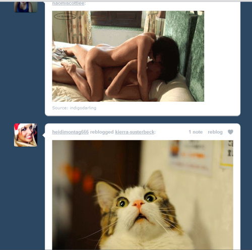 cat, cat is funny and hahaha